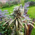 AMG - Amnesia Mac Ganja - Afbeelding 2