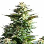 Amnesia Haze - Afbeelding 2