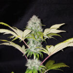 Critical Kush - Afbeelding 2