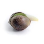 Royal Cheese Automatic - Afbeelding 2