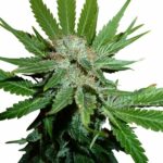 Royal Cheese (Fast Flowering) - Afbeelding 2