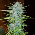 Royal Creamatic - Afbeelding 2