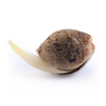 Sweet Skunk Automatic - Afbeelding 2