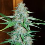 White Widow - Afbeelding 2