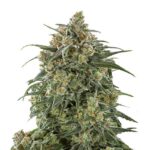 Indian Spirit | Sticky Banana (feminized)