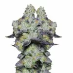 Indian Spirit | Blue Dream Milkshake (feminized)