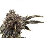 Indian Spirit | Chocolate Milkshake (feminized)