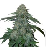 Indian Spirit | Knock Out Kush (feminized)