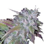 Indian Spirit | Silvergrape Milkshake (feminized)