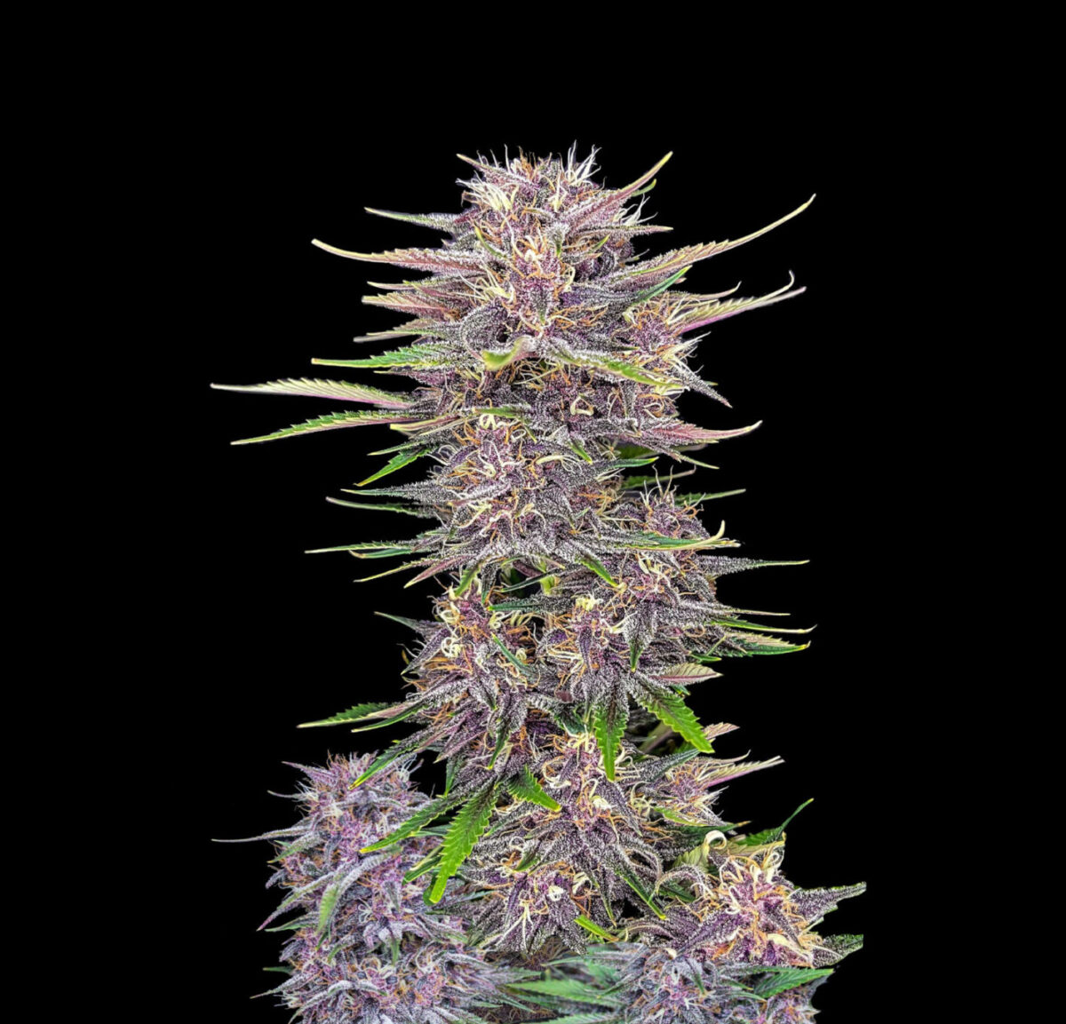 auto purple punch Indian Spirit | USA Purple Punch (automatic) - Afbeelding 1