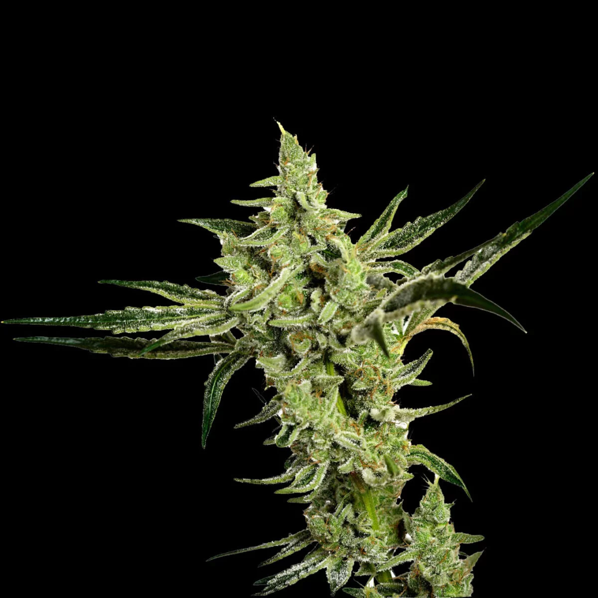 Indian Spirit | USA Strawberry Glue (feminized) - Afbeelding 1