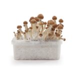 Indian Spirit – Ecuadorian Growkit - Afbeelding 2