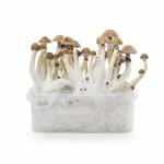 Indian Spirit – Mexican Growkit - Afbeelding 2