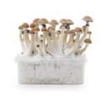 Indian Spirit – Thai Growkit - Afbeelding 2