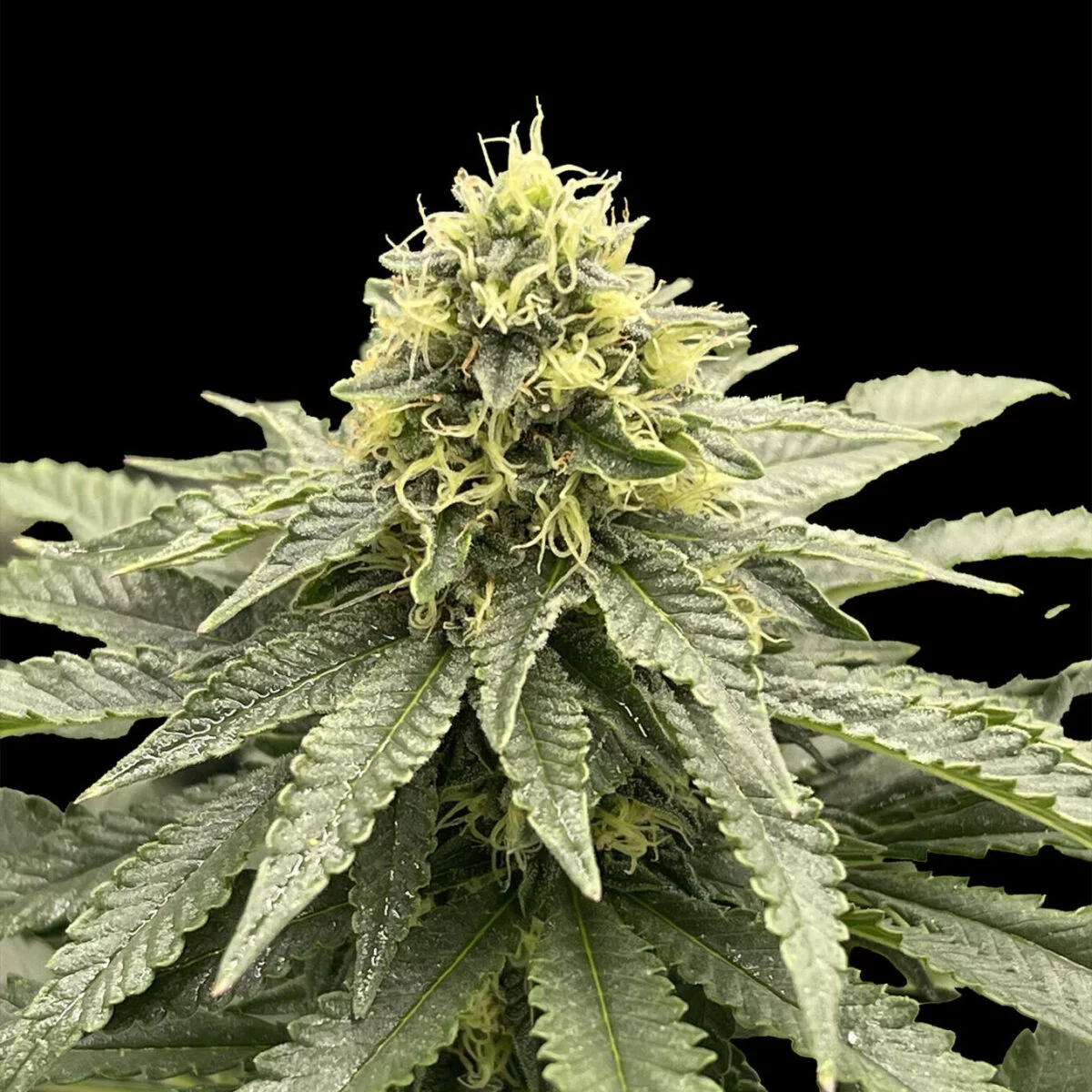 Indian Spirit | Runtz (Fast F1) - Afbeelding 1