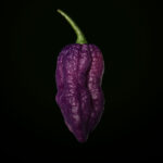 Bhut Jolokia Purple Naga (10 Seeds)