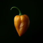 CGN Brown (10 seeds)