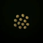Purple Flash (10 seeds) - Afbeelding 2