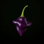 Purple Ufo (10 seeds)