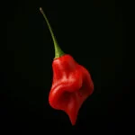 Rocotillo (10 seeds)