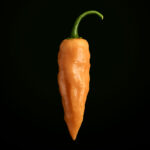 Sugar Rush Peach (10 seeds)