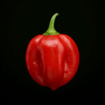 Surinam Red Habanero (10 seeds)