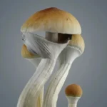 Royale Flush | Golden Teacher Growkit (1200cc) - Afbeelding 2