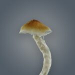 Royale Flush | Mexicana Growkit (1200cc) - Afbeelding 2