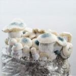 Royale Flush | Iceberg Growkit (1200cc) - Afbeelding 2