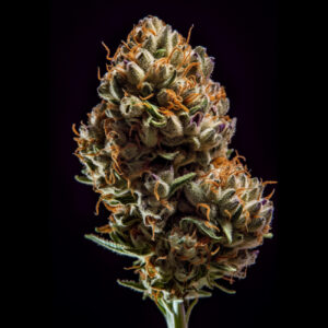 Indian Spirit | A.K. (automatic)