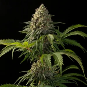 Indian Spirit | A1 (CBD)