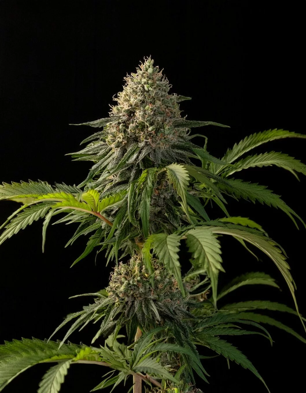 Indian Spirit | A1 (CBD)