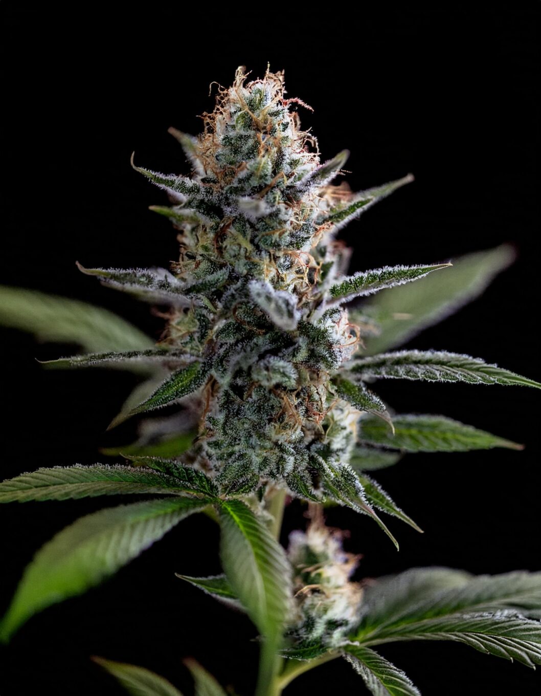 Indian Spirit | Blueberry Muffin (CBD)