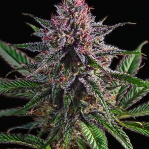 Indian Spirit | Critical Kush (CBD)