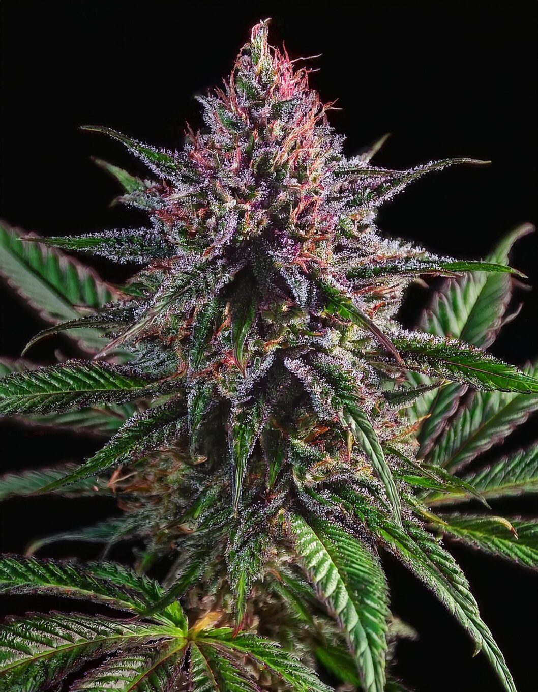 Indian Spirit | Critical Kush (CBD)