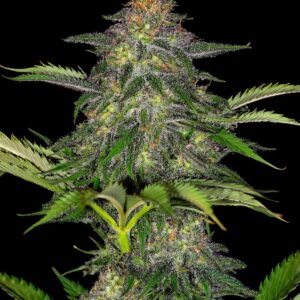 Indian Spirit | Do-Si-Dos (CBD)