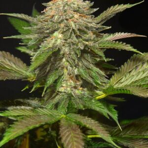 Indian Spirit | Fruit Cookies (CBD)