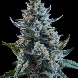 Indian Spirit | Gelato (CBD)