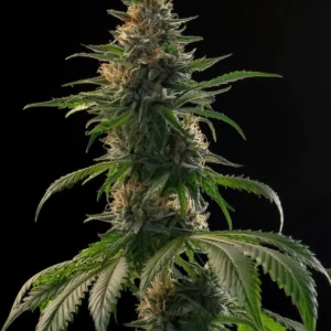 Indian Spirit | Industrial Plant (CBD)