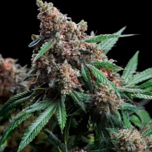 Indian Spirit | Strawberry (CBD)