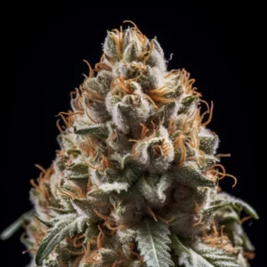 Indian Spirit | Chocolope Kush (feminized)