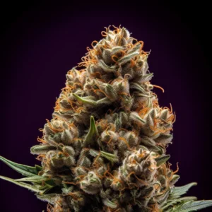 Indian Spirit | Zkittlez (feminized)