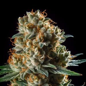 Indian Spirit | Cookies (Fast F1)