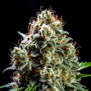 Indian Spirit | Critical (Fast F1)