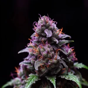 Indian Spirit | Mimosa Evo (Fast F1)