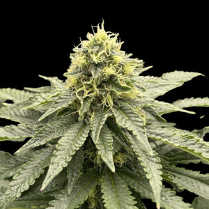 Indian Spirit | Runtz (Fast F1)