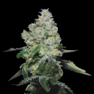 Indian Spirit | Tropicana (Fast F1)