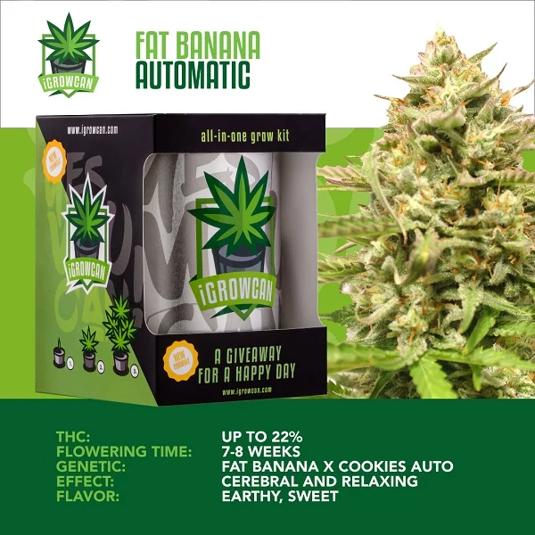 IGrowCan | Fat Banana Automatic