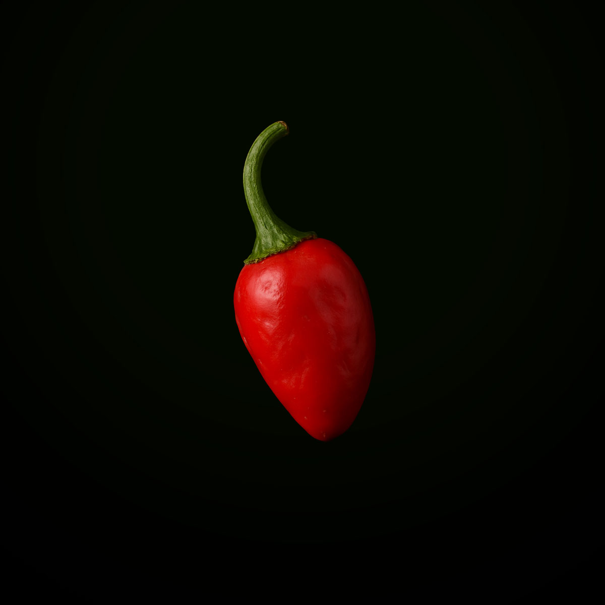 Little Elf (10 seeds)