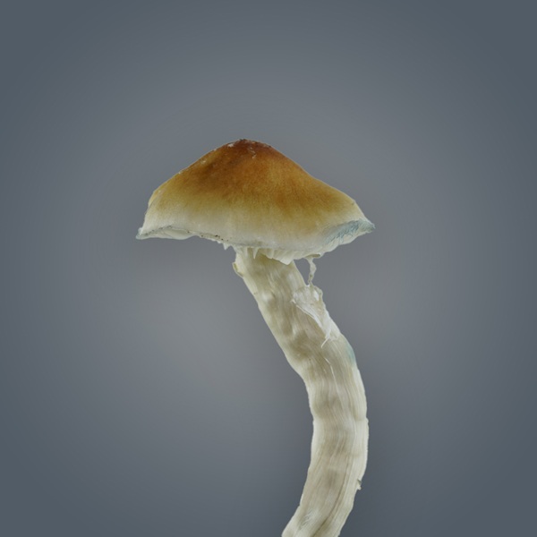 Royale Flush | Mexicana Growkit (1200cc) - Afbeelding 2